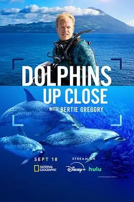 《摄影师贝尔蒂与海豚零距离》：人与海洋的温柔邂逅，揭秘水下世界的奇妙！